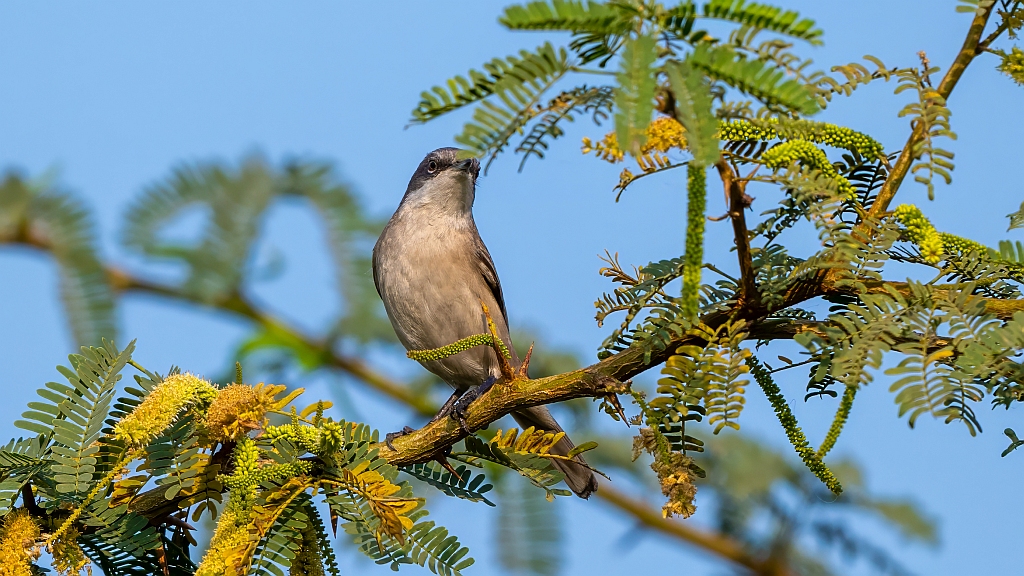Lesser Whitethroat 